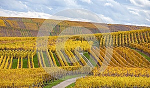 Vineyards of Alsace in late fall, France