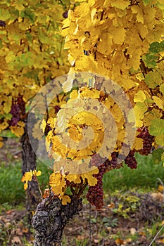 Vineyards of Alsace in late fall, France