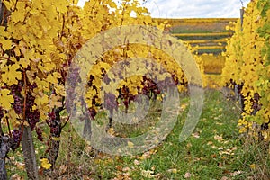 Vineyards of Alsace in late fall, France