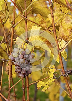 Vineyards of Alsace in late fall, France