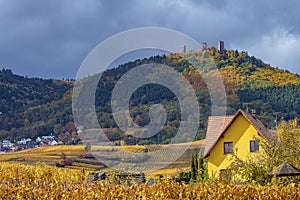 Vineyards of Alsace in late fall, France