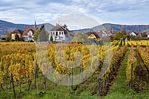 Vineyards of Alsace in late fall, France