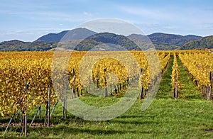 Vineyards of Alsace in late fall, France