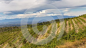 Vineyards in Alt Emporda with Canigo Mountain in the Background photo