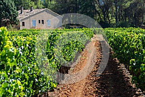 Vineyards of AOC Luberon mountains near Apt with old grapes trunks growing on red clay soil