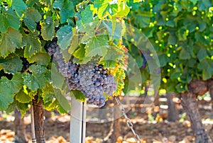 Vineyards of AOC Luberon mountains near Apt with old grapes trunks growing on red clay soil, red or rose wine grape