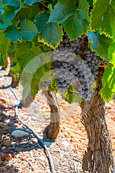 Vineyards of AOC Luberon mountains near Apt with old grapes trunks growing on red clay soil, red or rose wine grape