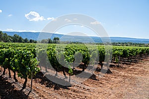 Vineyards of AOC Luberon mountains near Apt with old grapes trunks growing on red clay soil, red or rose wine grape