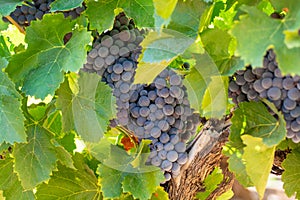 Vineyards of AOC Luberon mountains near Apt with old grapes trunks growing on red clay soil, red or rose wine grape