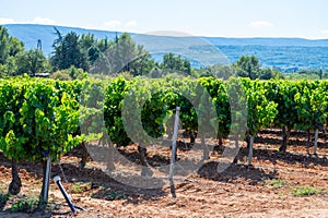 Vineyards of AOC Luberon mountains near Apt with old grapes trunks growing on red clay soil, red or rose wine grape