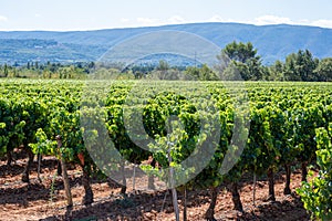 Vineyards of AOC Luberon mountains near Apt with old grapes trunks growing on red clay soil, red or rose wine grape