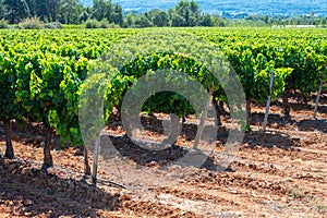 Vineyards of AOC Luberon mountains near Apt with old grapes trunks growing on red clay soil, red or rose wine grape