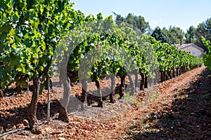 Vineyards of AOC Luberon mountains near Apt with old grapes trunks growing on red clay soil photo