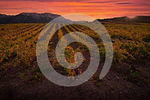 Vineyards of the AOC Maury region in the Aude