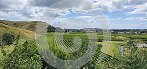 Vineyards, apple farms and winery estates of Napier New Zealand