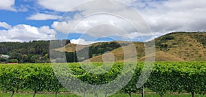 Vineyards, apple farms and winery estates of Napier New Zealand