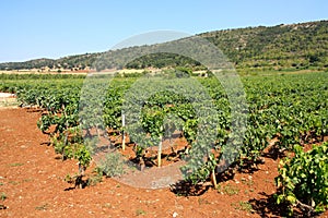 Vineyards in Apulia, Italy
