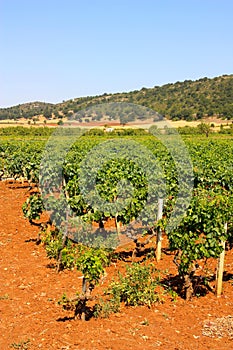 Vineyards in Apulia, Italy