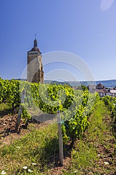 Vineyards with Arbois church, Department Jura, Franche-Comte, France