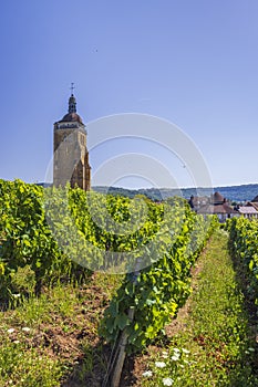 Vineyards with Arbois church, Department Jura, Franche-Comte, France