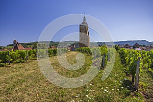 Vineyards with Arbois church, Department Jura, Franche-Comte, France