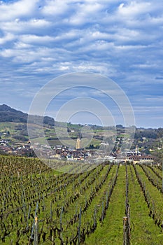 Vineyards with Arbois town, Department Jura, Franche-Comte, France