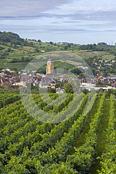 Vineyards with Arbois town, Department Jura, Franche-Comte, France photo