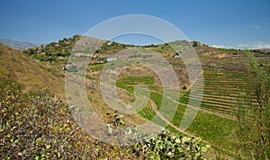 Vineyards around Bandama