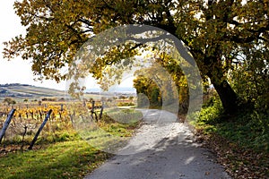 Vineyards around Jois in Burgenland