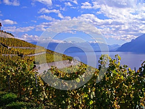 Vineyards in Automn photo