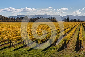 Vineyards in autumn