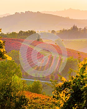 Vineyards in Autumn, Castelvetro di Modena