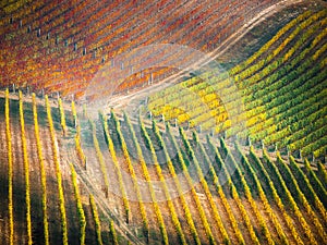 Vineyards in autumn