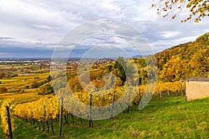 Vineyards in autumn in German region Rhine plain