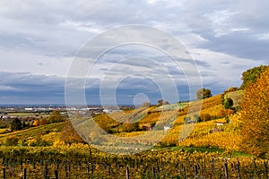 Vineyards in autumn in German region Rhine plain