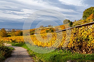 Vineyards in autumn in German region Rhine plain