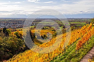 Vineyards in autumn in German region Rhine plain