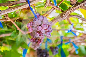 Vineyards autumn harvest.