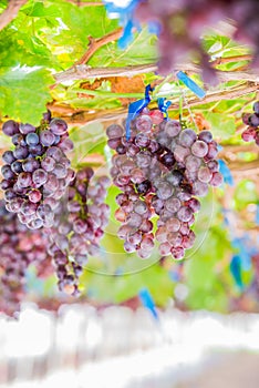 Vineyards autumn harvest.