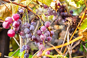 Vineyards in autumn harvest. Ripe grapes in fall