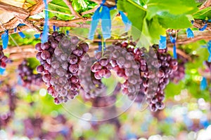 Vineyards autumn harvest. Ripe grapes in fall.