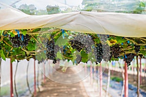 Vineyards autumn harvest. Ripe grapes in fall.