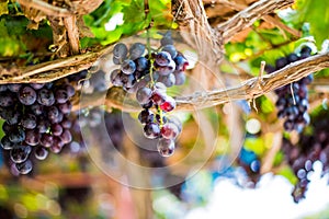 Vineyards autumn harvest. Ripe grapes in fall.