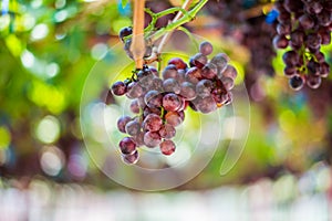 Vineyards autumn harvest. Ripe grapes in fall.