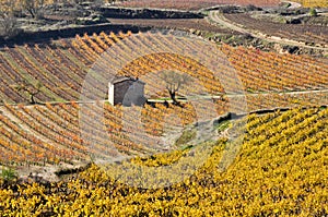 Vineyards In Autumn, La Rioja, Spain photo