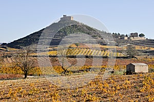 Vineyards In Autumn, La Rioja, Spain photo