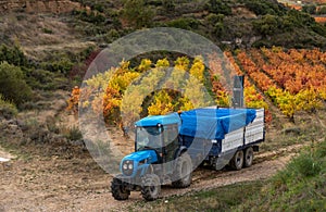 Vineyards in autumn in La Rioja in Spain. Early morning time