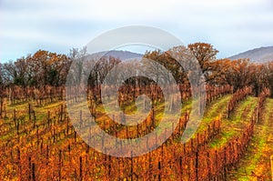 Vineyards autumn mountains Abrau Durso Krasnodar region Russia