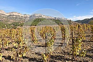 The vineyards in autumn near the village of La Vilella Alta, in the