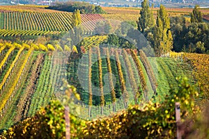 Vineyards at autumn, Pfalz, Germany